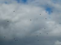 IMG_5277 IMG_5277